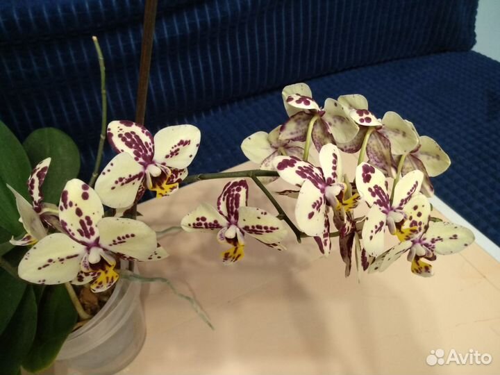 Орхидея фаленопсис