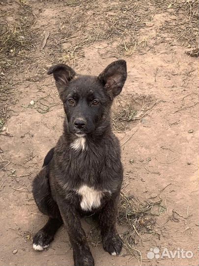 Щенки девочки в добрые руки