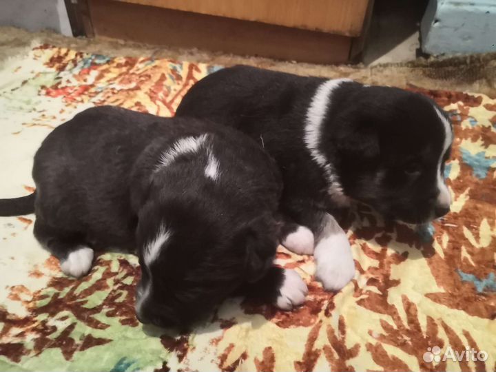 Щенки бесплатно