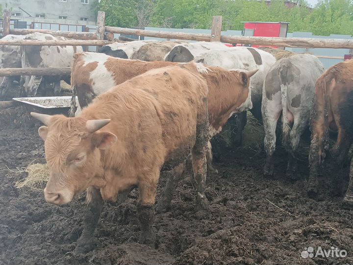 Бычки и быки 1 год
