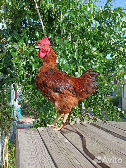 Молодые петухи