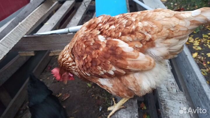 Куры несушки
