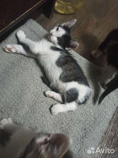 Спасённым котятам нужен дом