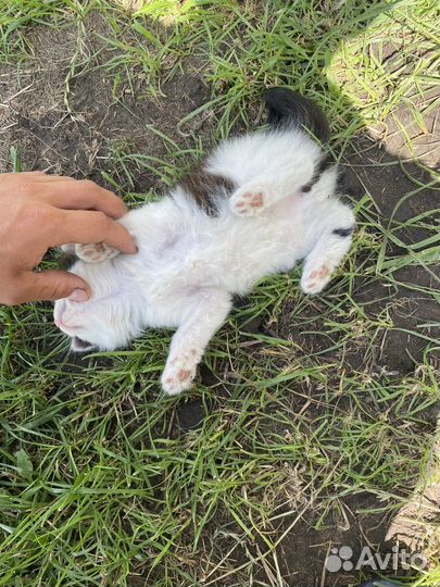 Красивые домашние котята