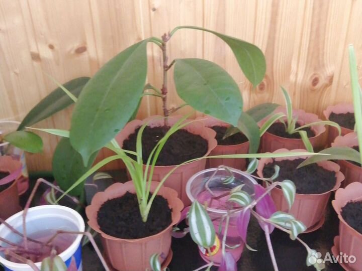 Комнатные цветы