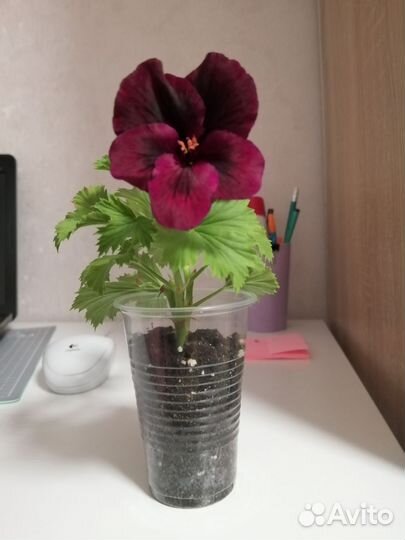 Королевская пеларгония