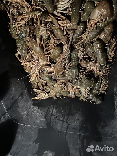 Живые раки с доставкой