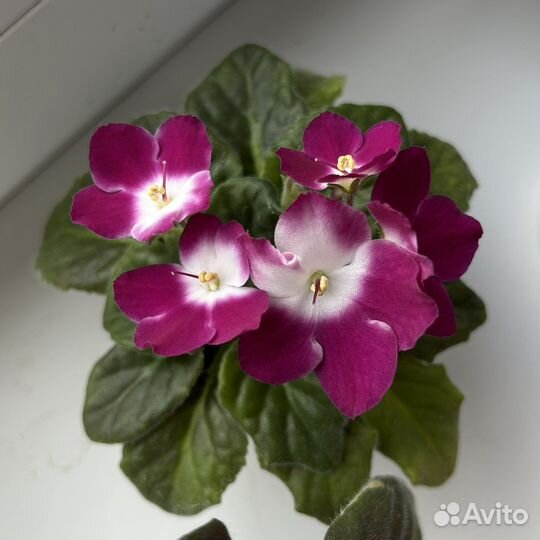 Сортовая фиалка, фикус, сциндапсус, декабрист