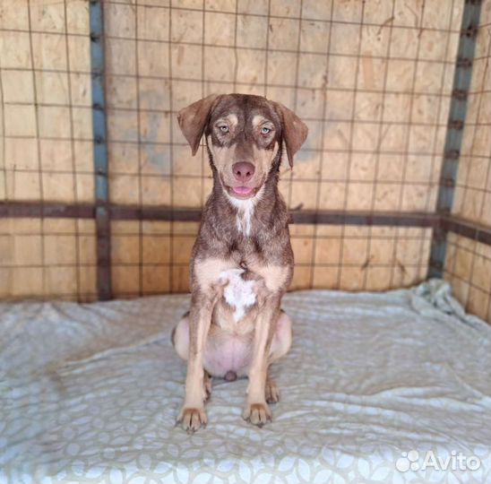 Собака в добрые руки