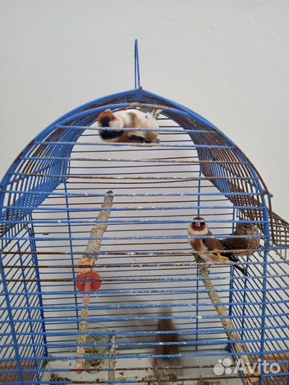 Певчие лесные птицы