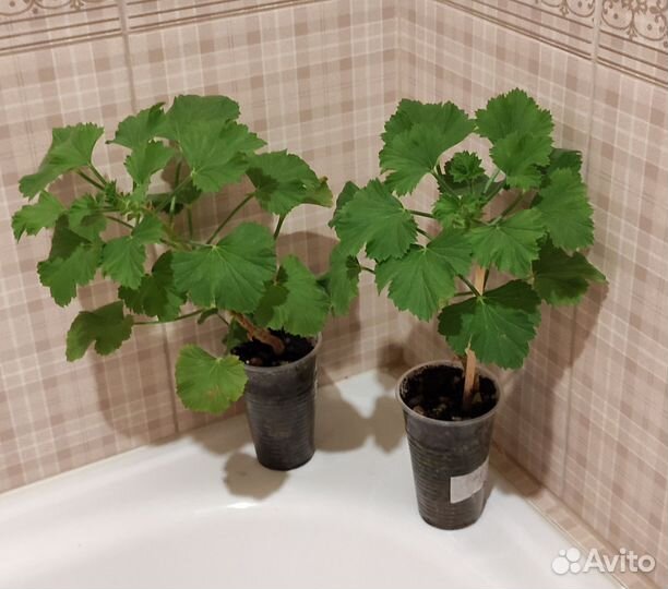 Пеларгонии