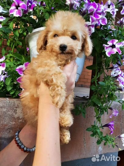 Той-пудель девочка