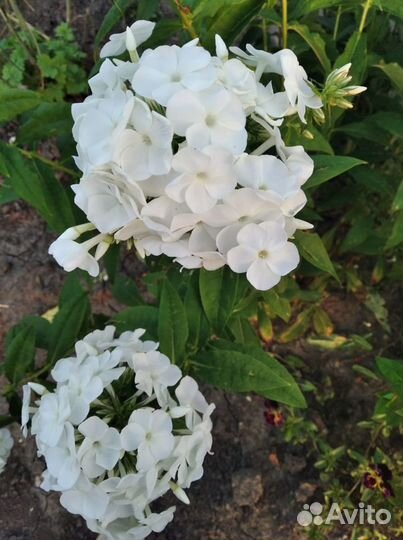 Флокс, астильба,монарда, примула,бадан,нарциссы