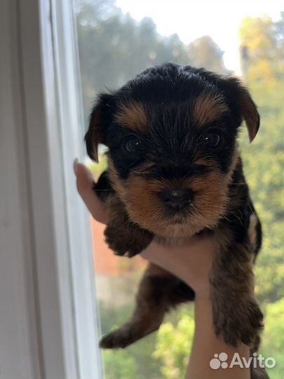 Йоркширский терьер мини