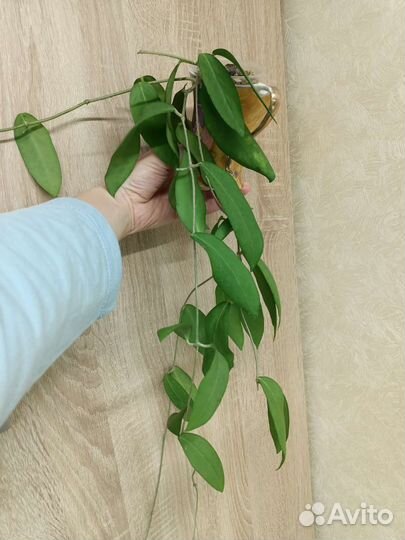 Хойи взрослые