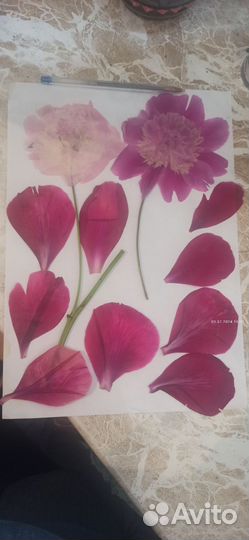 Сухоцветы для творчества