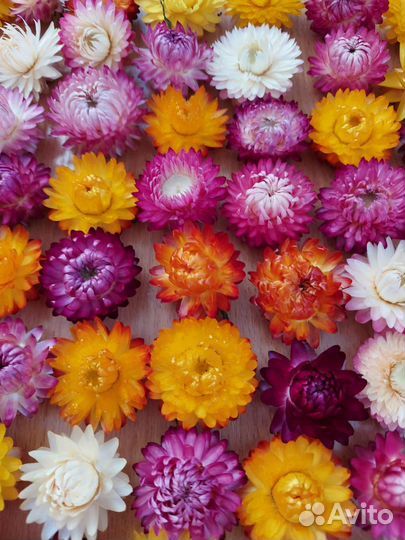 Сухоцветы для творчества