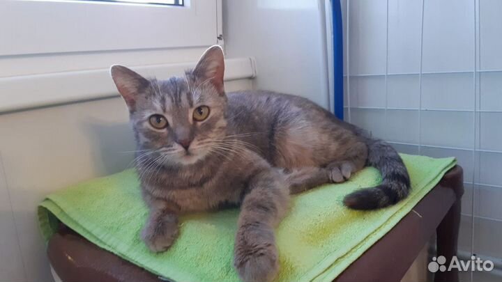 Кошка в добрые руки