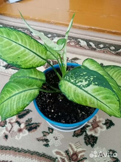 Диффенбахия