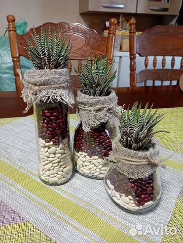 Фитокомпозиция с хавортией