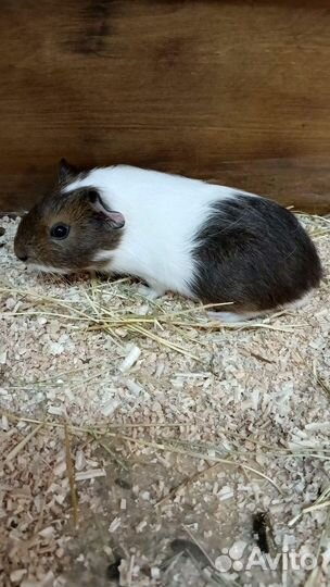 Морская свинки породистые