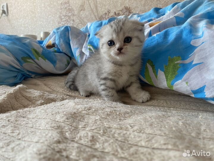 Вислоухие котята