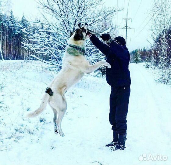 Вязка Кавказский Волкодав Алабай