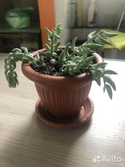 Суккулент Очиток Моргана