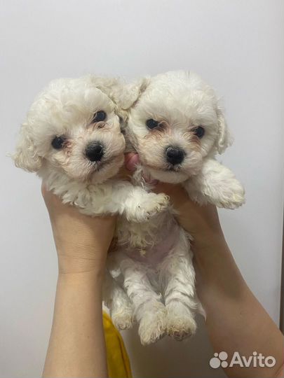 Щенки бишон фризе