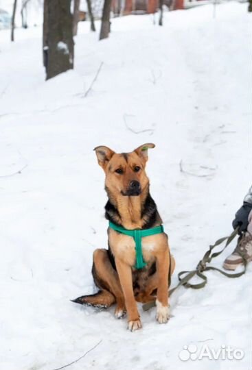 Метис овчарки