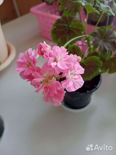 Пеларгония герань