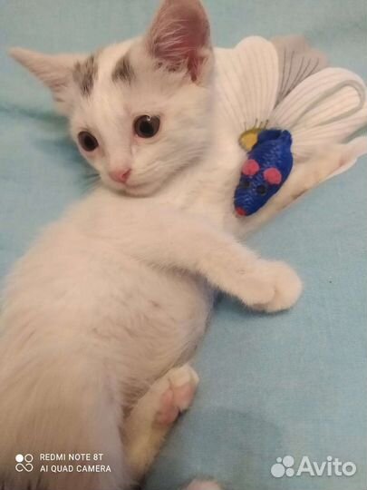 Белый котенок девочка в дар 1,5 мес