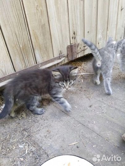 Отдам в добрые руки