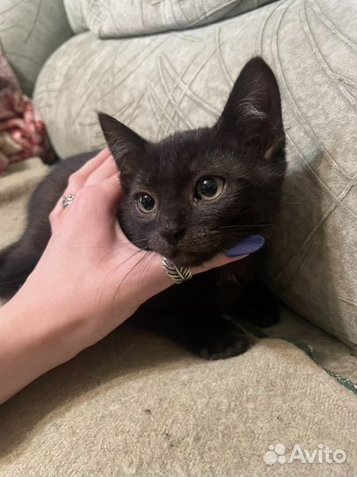 Котенок мальчик в добрые руки