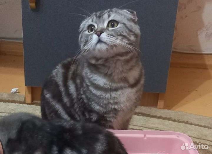 Шотландский кот приглашает на вязку