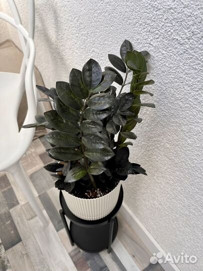 Замиокулькас Black Raven