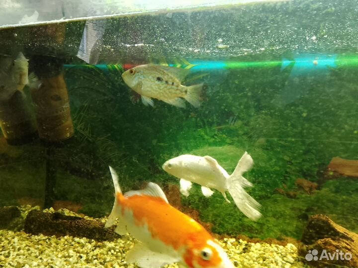 Бриллиантовая цихлазома самцы