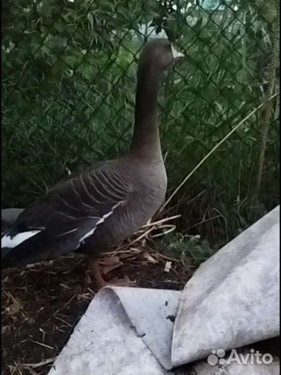 Гусь белолобый