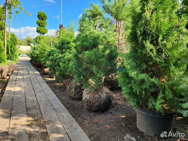 Сосна горная