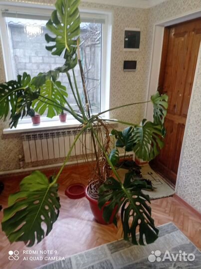 Толстянка монстр