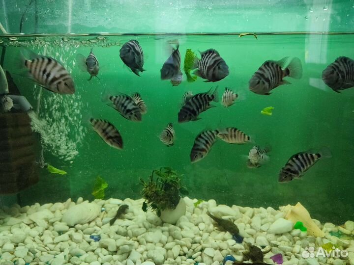 Цихлозома чернополосая