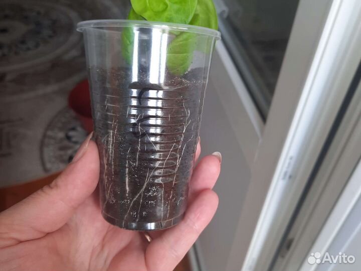 Петуния тайдал Сильвер