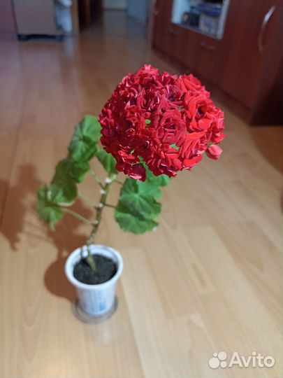 Пеларгония-герань розебудная. колерия красный цвет