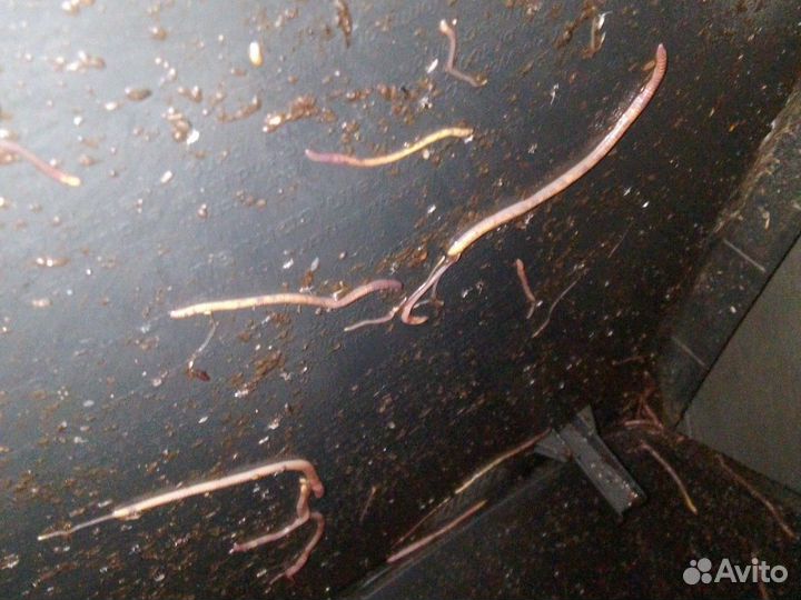 Компостные черви