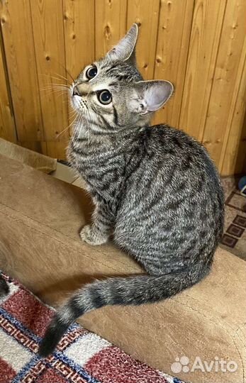 Котята в добрые руки бесплатно