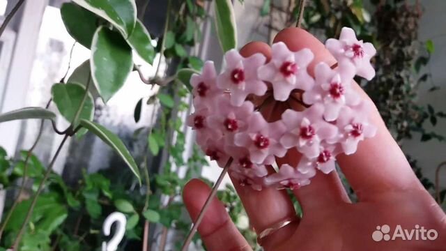 Хойя Кримсон квин