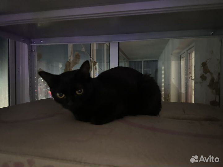 Черная кошка