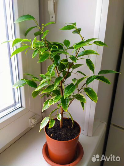 Замиокулькас фикус Бенджамин сансевьерия