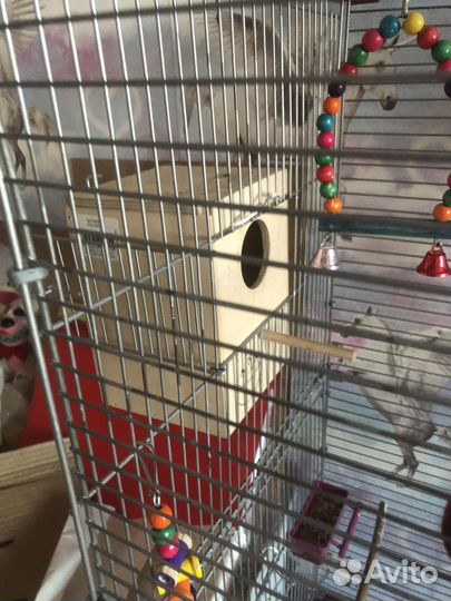 Неразлучник