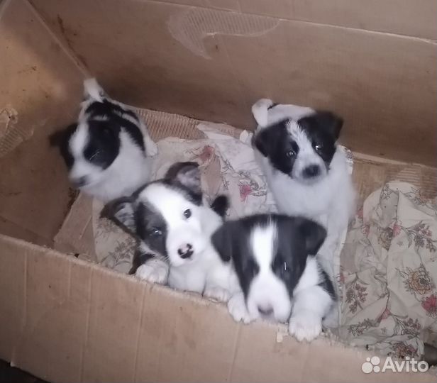 Отдадим щенков